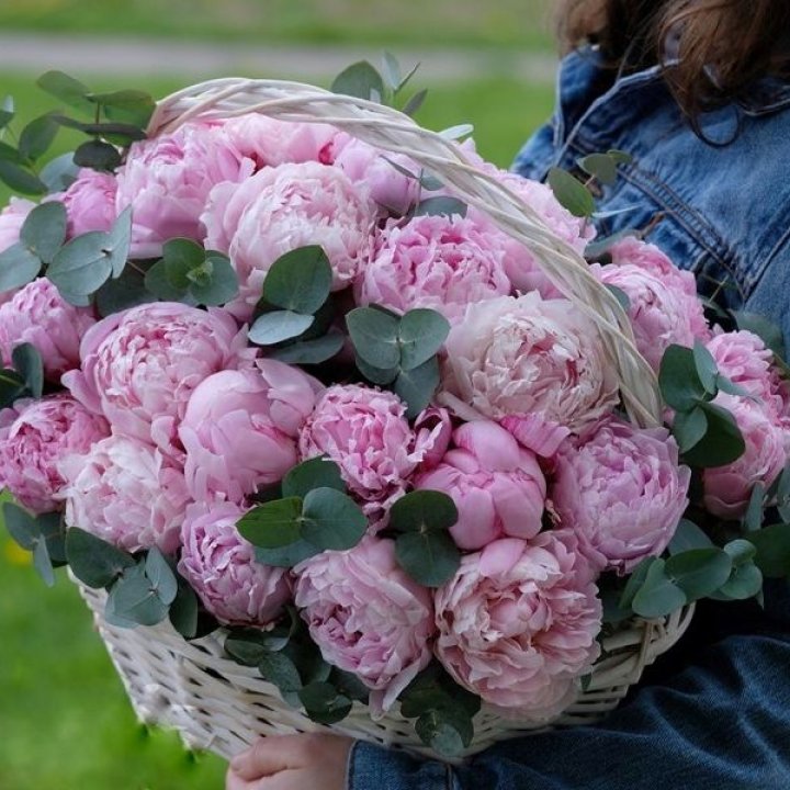 51 пион в корзине в Аланье